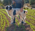 Polo, precioso border collie en adopción - mejor precio | unprecio.es