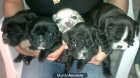 se vende camada de bulldog frances - mejor precio | unprecio.es