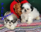 Shih-tzu ¡5 años de garantia! - mejor precio | unprecio.es
