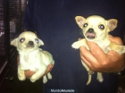 vendo chihuahuas - mejor precio | unprecio.es