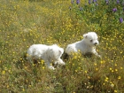 Westys cachorros muy compactos, preciosos. - mejor precio | unprecio.es