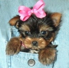 YORKSHIRE TERRIER 400E + CARTILLA+ TAMAÑO ENANO - mejor precio | unprecio.es