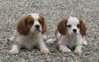 cachorros cavalier king charles - mejor precio | unprecio.es