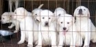 Cachorros Labrador Retriever Max&Mara Labradores - mejor precio | unprecio.es