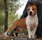 camada american staffordshire terrier - mejor precio | unprecio.es