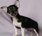 chihuahua mini 2,5 meses PEDIGREE - mejor precio | unprecio.es