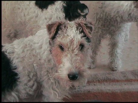 Foxterrier