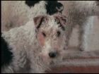 Foxterrier - mejor precio | unprecio.es