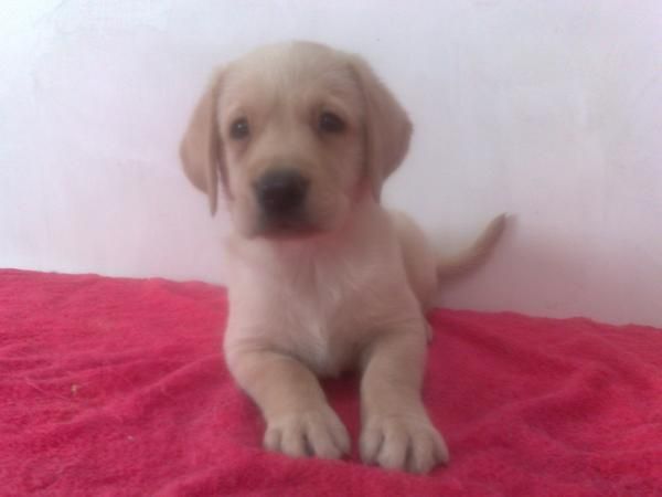 labradores retriever amarillos