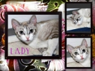 Lady, gatita 10 busca adoptante - mejor precio | unprecio.es