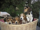 Preciosos Beagles 280 euros - mejor precio | unprecio.es