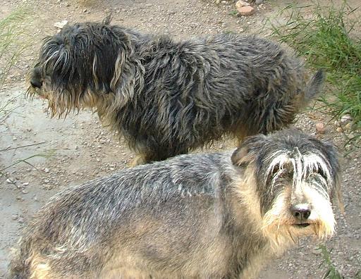 REGALO 2 PERROS SHNAUDER
