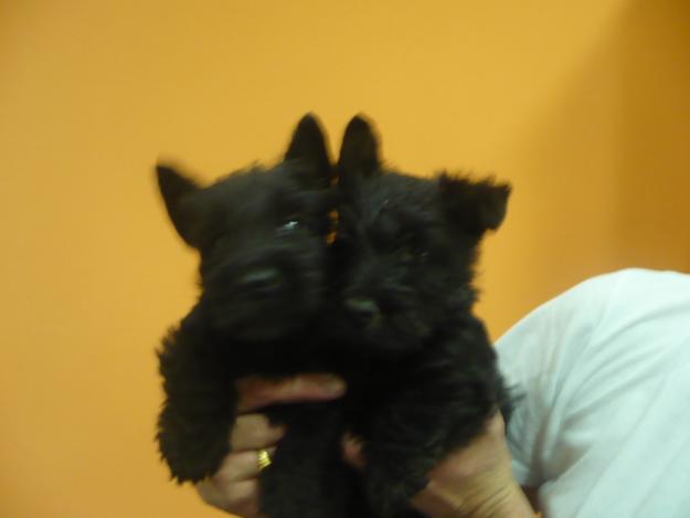 scottish terrier