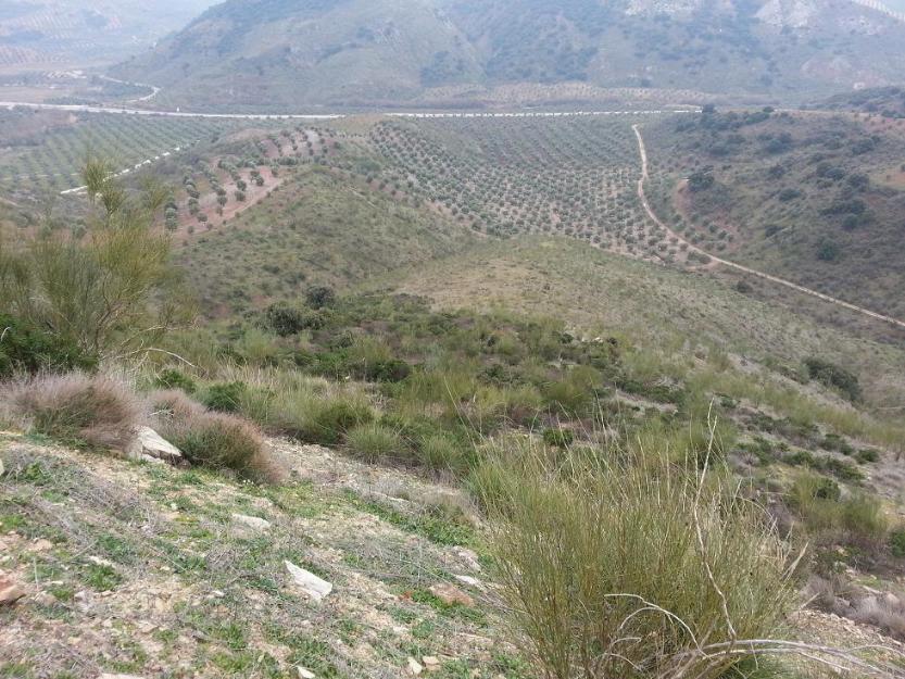 Se vende olivar de 7000 m2