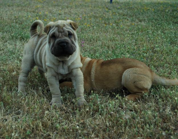 Shar Pei , machos y hembras ven a visitarnos a Madrid .