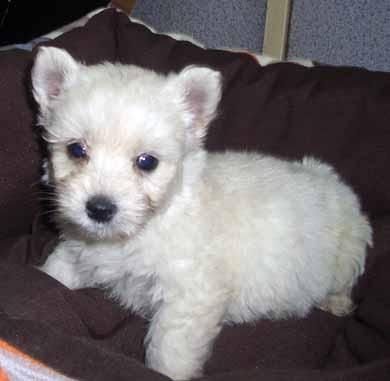westy precioso