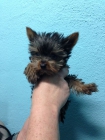 Yorkshire terrier minis - mejor precio | unprecio.es