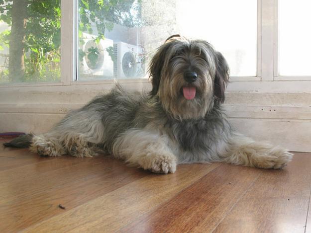 Regalo perro pastor catalán (gos d'atura)