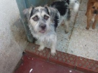 --------------- PELUDITOS, adopta, PELUDITOS, adopta, PELUDITOS -------------------------- - mejor precio | unprecio.es