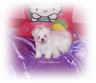 bichon maltes miniaturas - mejor precio | unprecio.es