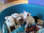 bull terrier - mejor precio | unprecio.es