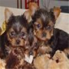 CACHORROS MINI yorkshires terrier toys miniaturas 90 - mejor precio | unprecio.es