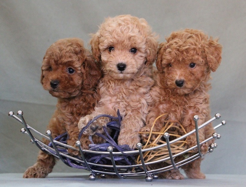 camada de caniche enanos de calidad, pura raza,apricot y negros