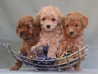camada de caniche enanos de calidad, pura raza,apricot y negros - mejor precio | unprecio.es