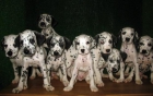 DALMATA,190€ - mejor precio | unprecio.es