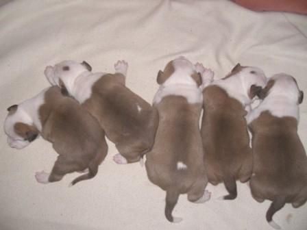 PRECIOSOS CACHORROS DE AMERICAN STAFFORDSHIRRE TERRIER