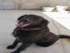 Seve un perro precioso x de pastor belga - mejor precio | unprecio.es