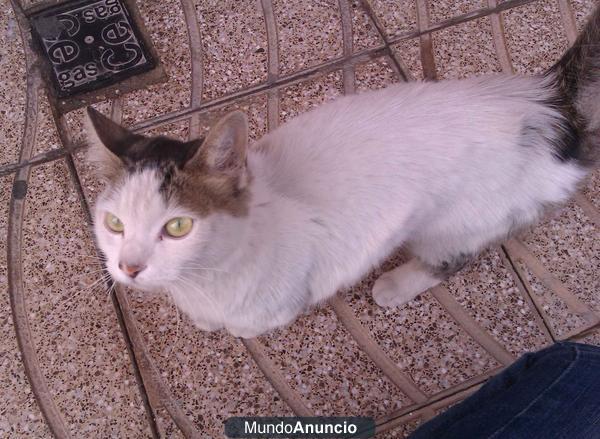 Urgente. Gatita abandonada Rafelbunyol