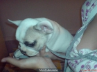 VENDO BULLDOG FRANCES CON PARCHE MARRON - mejor precio | unprecio.es