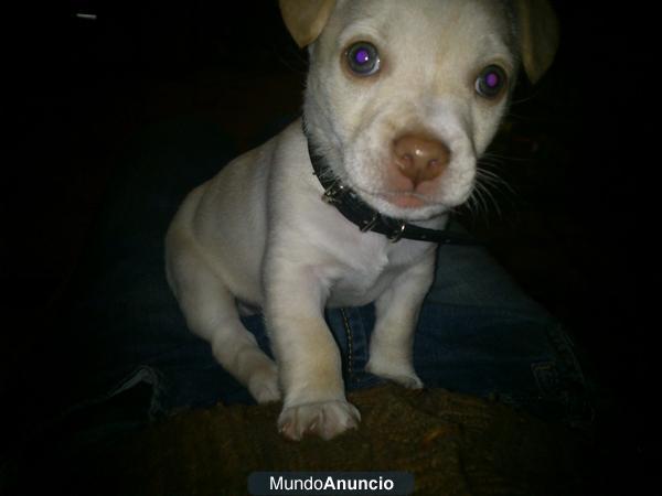 vendo cachorrito cruce chihuahua 100€