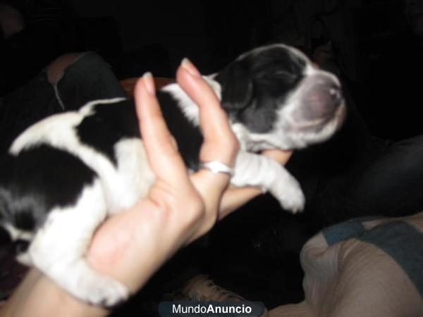 Vendo cachorro cocker spaniel ingles azul ruano