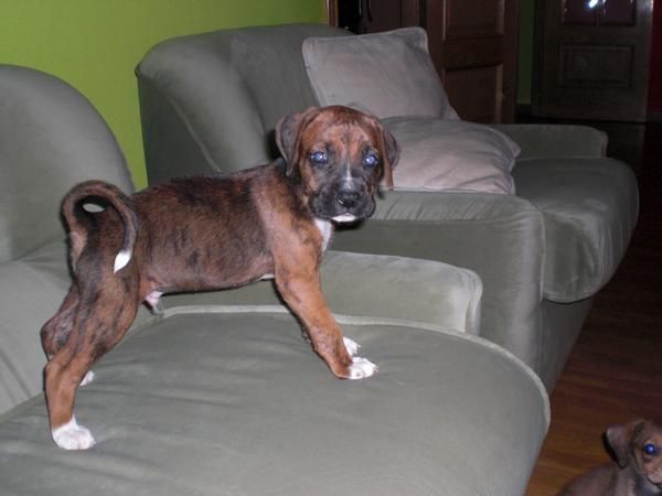 boxer atigrado1 mes