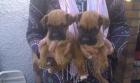boxer cachorros - mejor precio | unprecio.es