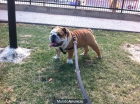 BULLDOG INGLES PARA MONTAS - mejor precio | unprecio.es