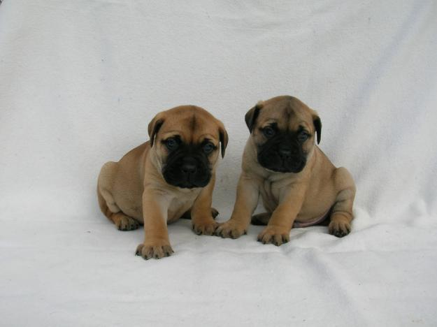 BULLMASTIFF - CACHORROS