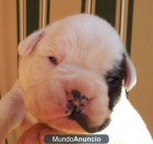 Cachorros boxer de silvecan - mejor precio | unprecio.es