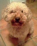 caniche apricot