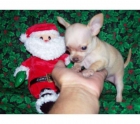 Chihuahuas miniaturas de bolsillo - mejor precio | unprecio.es