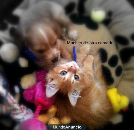Gatitos persa x bosque noruego