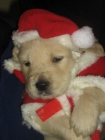 GOLDEN RETRIEVER PARA NAVIDAD - mejor precio | unprecio.es
