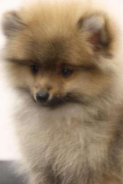LULU DE POMERANIA