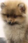 LULU DE POMERANIA - mejor precio | unprecio.es