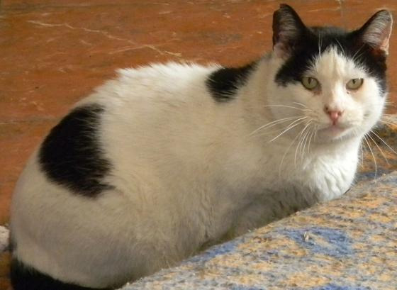 Toby, gato  muy tranquilo y cariñoso -ayudale!