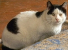 Toby, gato muy tranquilo y cariñoso -ayudale! - mejor precio | unprecio.es