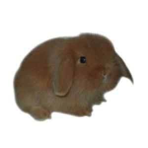 ultima conejita minilop angora