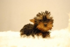 YORSHIRE TOY _  OFRECEMOS TODAS LAS VENTAJAS Y COMODIDADES PARA LA VENTA DEL CACHORRO - mejor precio | unprecio.es